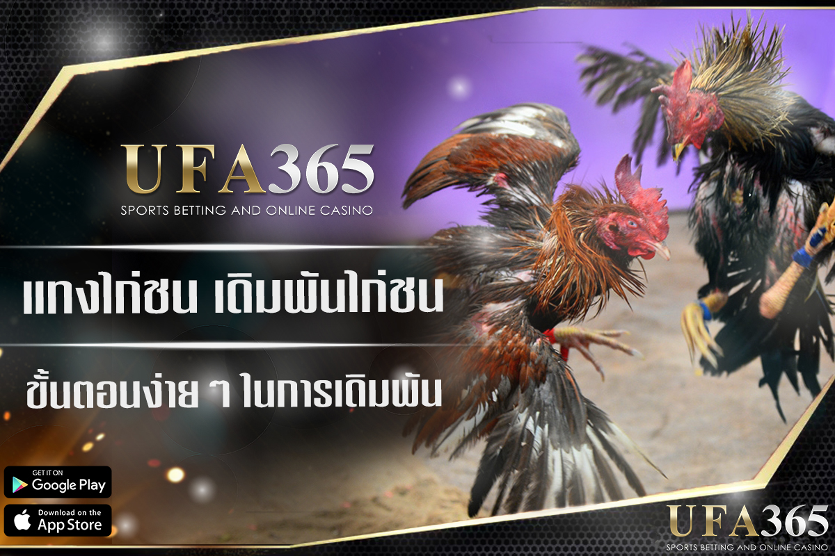 แทงไก่ชนออนไลน์ คู่มือไก่ชน เดิมพันง่ายๆ สำหรับมือใหม่ที่ ufa365 